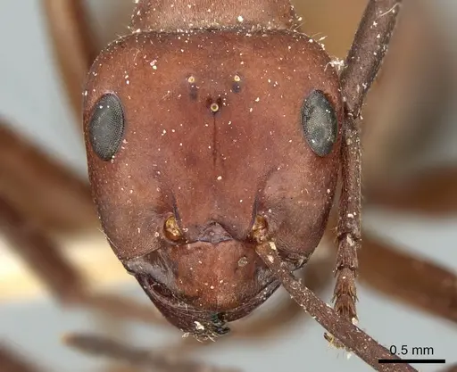 Formica sinensis - CASENT0906319