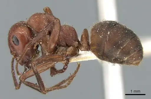 Formica sinensis - CASENT0906319