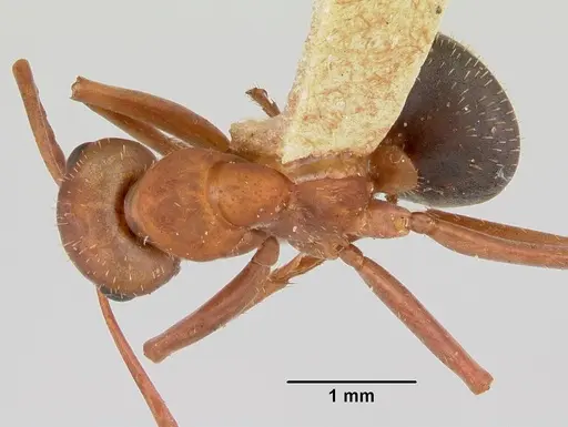 Formica spatulata specimen