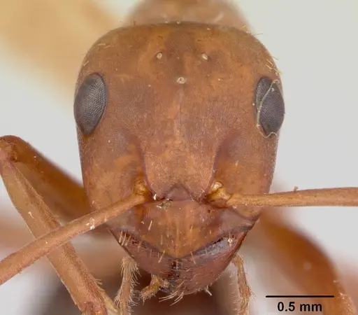 Formica spatulata specimen
