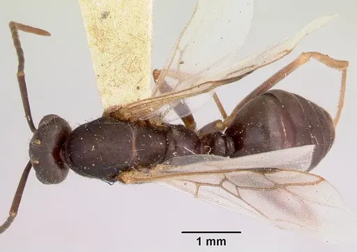 Formica spatulata - CASENT0103452