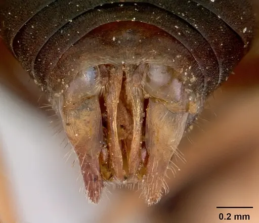 Formica spatulata - CASENT0103452