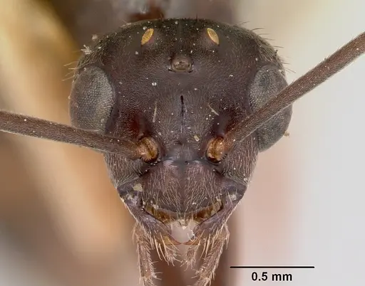 Formica spatulata - CASENT0103452