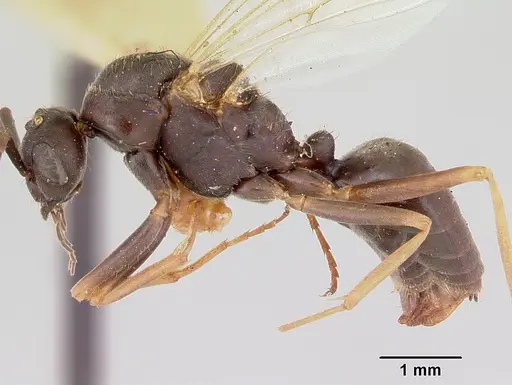 Formica spatulata - CASENT0103452