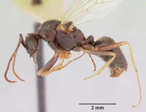 Formica spatulata - CASENT0103452