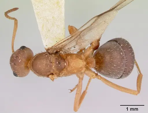 Formica spatulata - CASENT0103453