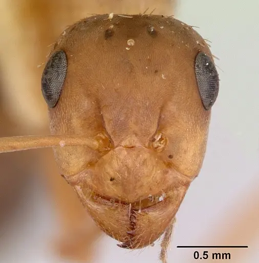 Formica spatulata - CASENT0103453