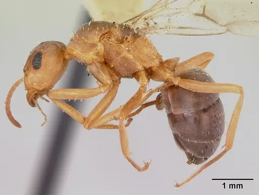 Formica spatulata - CASENT0103453