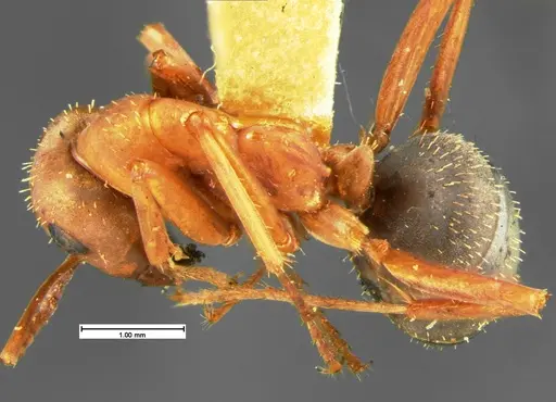 Formica spatulata - CASENT0105610