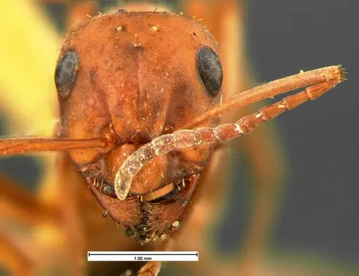 Formica spatulata - CASENT0105610