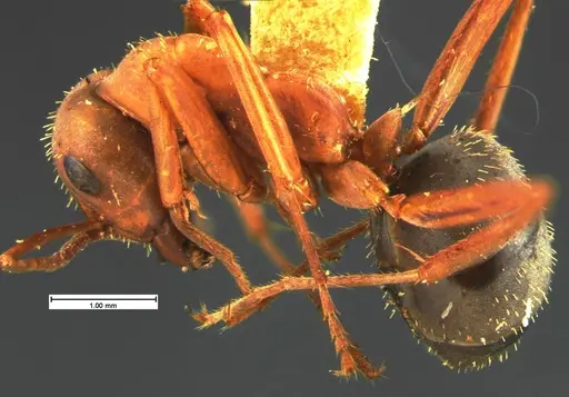 Formica spatulata - CASENT0105610