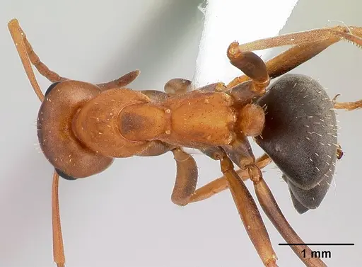Formica spatulata - CASENT0179859