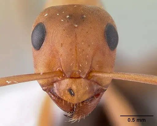 Formica spatulata - CASENT0179859