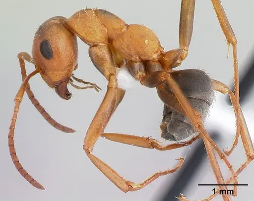 Formica spatulata - CASENT0179859