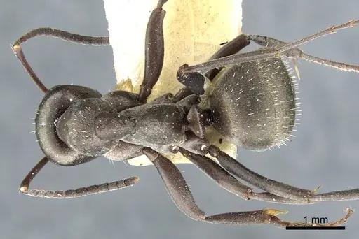 Formica subcyanea specimen