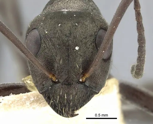 Formica subcyanea specimen