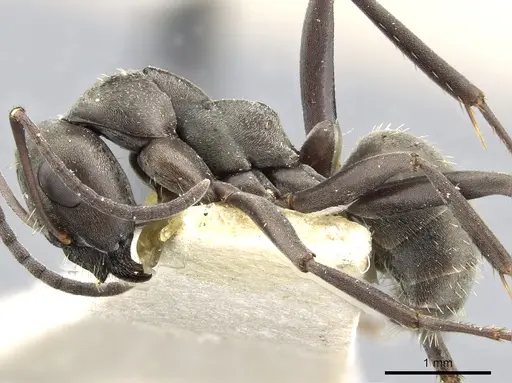 Formica subcyanea specimen
