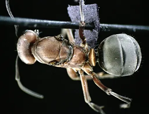 Formica subintegra specimen