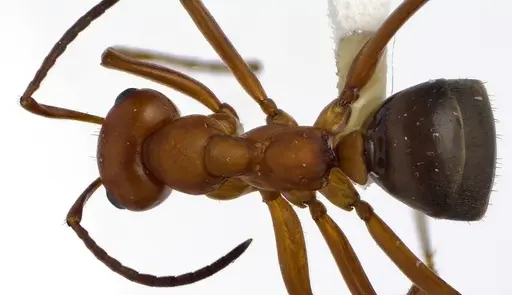 Formica subintegra - ANTWEB1041600