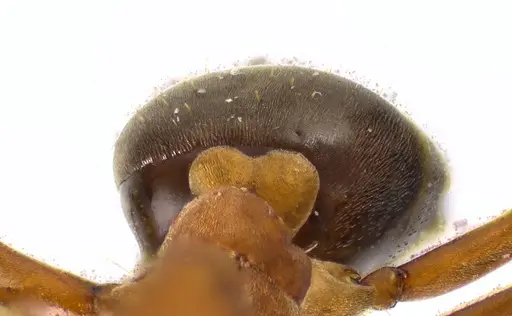 Formica subintegra - ANTWEB1041600