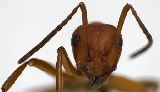 Formica subintegra - ANTWEB1041600