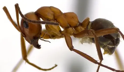 Formica subintegra - ANTWEB1041600