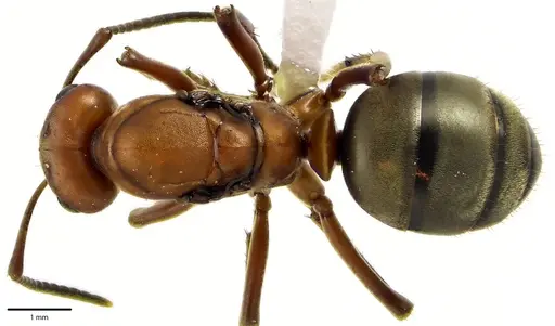 Formica subintegra - ANTWEB1041683