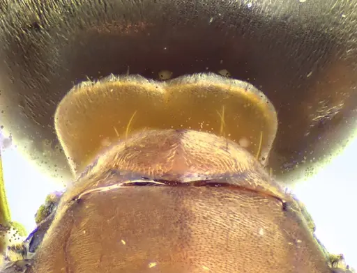 Formica subintegra - ANTWEB1041683