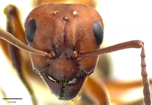 Formica subintegra - ANTWEB1041683