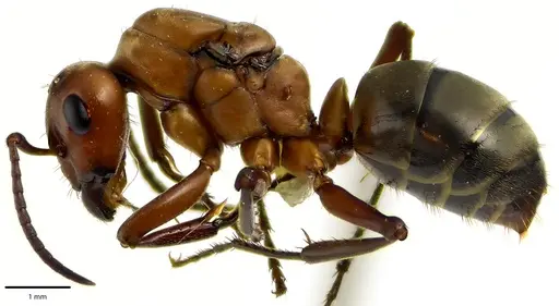 Formica subintegra - ANTWEB1041683