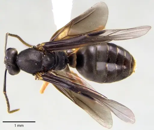 Formica subintegra - ANTWEB1041699