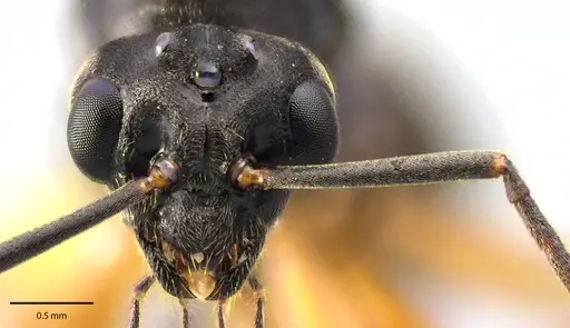 Formica subintegra - ANTWEB1041699