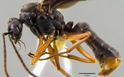 Formica subintegra - ANTWEB1041699