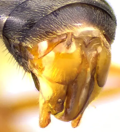 Formica subintegra - ANTWEB1041699