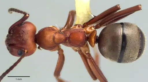 Formica subintegra - ANTWEB1041700