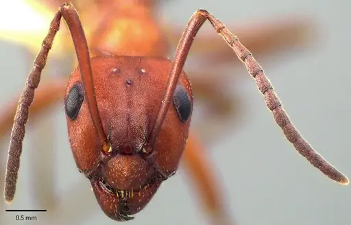 Formica subintegra - ANTWEB1041700