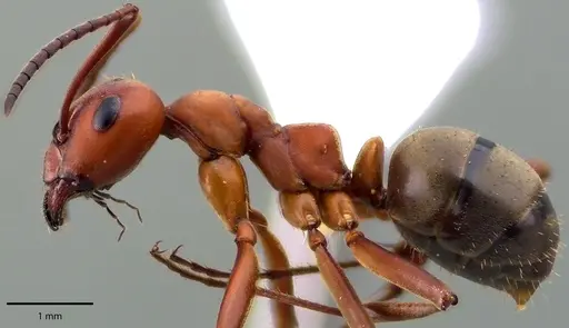 Formica subintegra - ANTWEB1041700