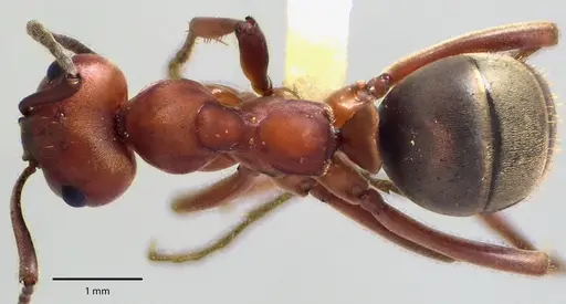 Formica subintegra - ANTWEB1041701