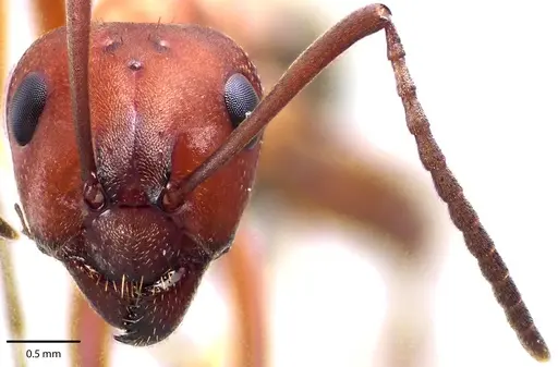 Formica subintegra - ANTWEB1041701