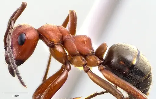 Formica subintegra - ANTWEB1041701