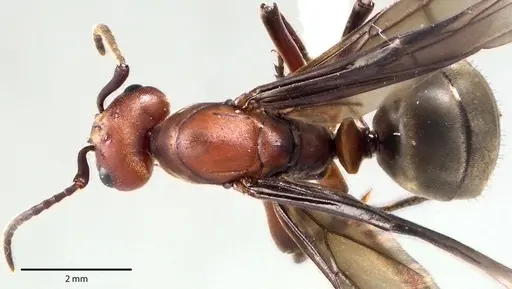 Formica subintegra - ANTWEB1041702