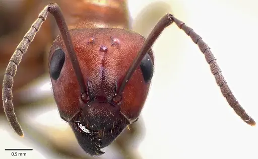 Formica subintegra - ANTWEB1041702