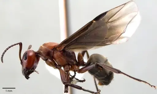 Formica subintegra - ANTWEB1041702