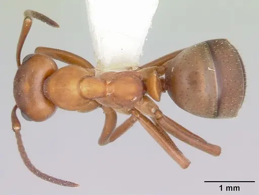 Formica subintegra - CASENT0104771