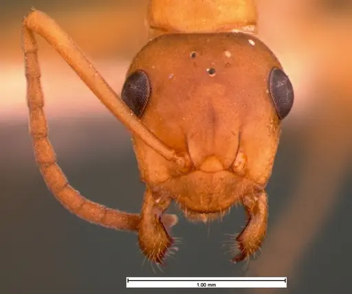 Formica subintegra - CASENT0105555