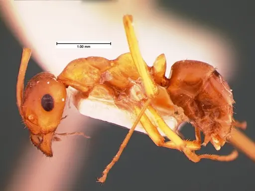 Formica subintegra - CASENT0105555