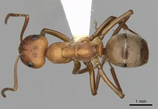 Formica subintegra - CASENT0280425