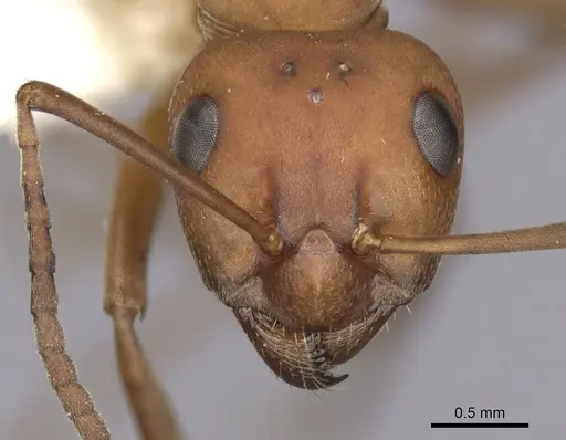 Formica subintegra - CASENT0280425