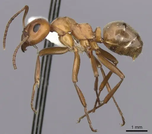 Formica subintegra - CASENT0280425