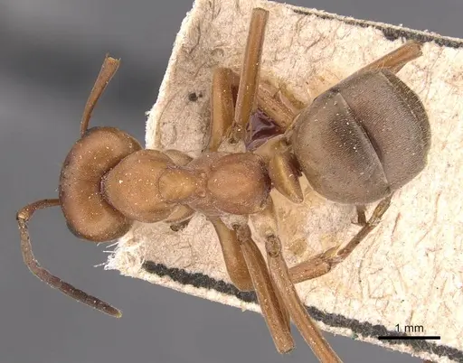 Formica subintegra - CASENT0905694